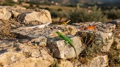 Lucertole dai mille colori: perché l’evoluzione mantiene più livree nella stessa specie