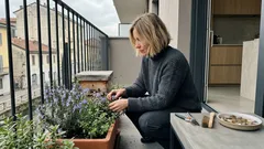 Api senza pungiglione, ora sono soggetti di diritto: cosa cambia in Amazzonia