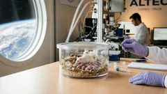 Topi nello spazio: dopo 14 giorni in orbita una femmina partorisce 9 cuccioli sani