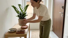 La pianta perfetta per l’ingresso secondo il Feng Shui: perché tutti scelgono la zamioculcas