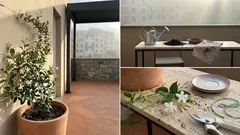 Quando piantare il gelsomino per una fioritura profumata: primavera o autunno?